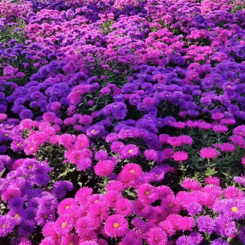紫苑荷兰菊
