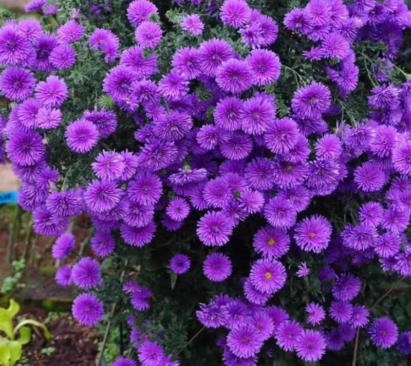 紫苑荷兰菊