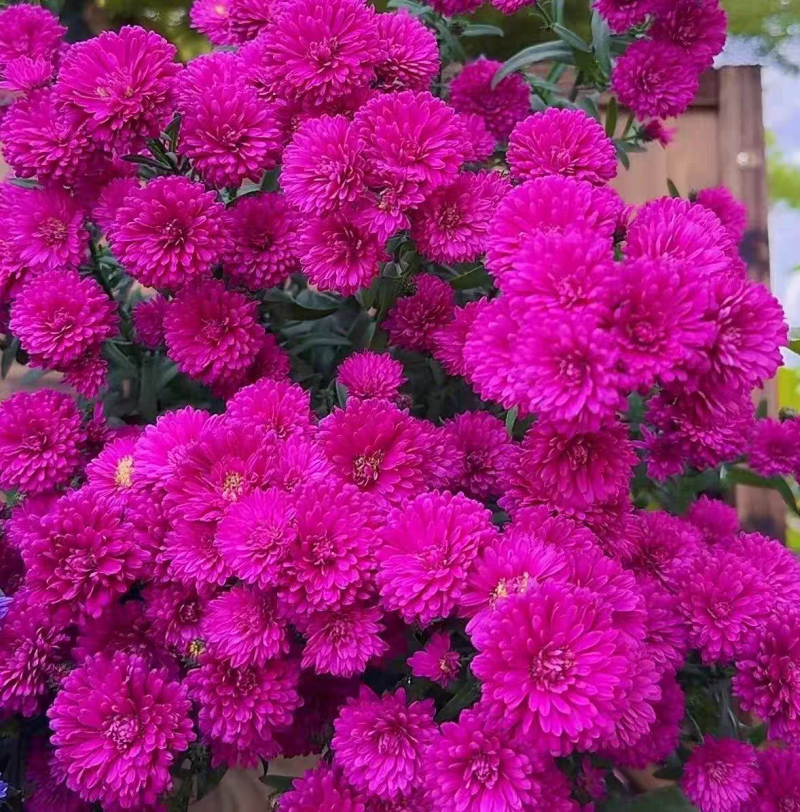 紫苑荷兰菊