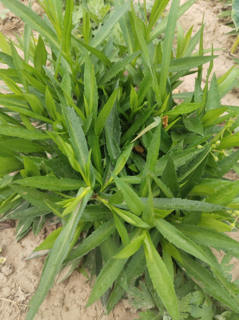 紫苑荷兰菊