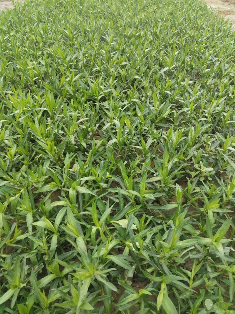 紫苑荷兰菊