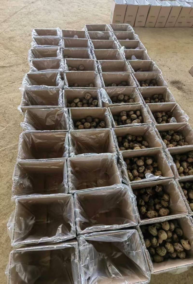 广西贺州芳林马蹄、荸荠、地理标识产品（中果、大果、特大果