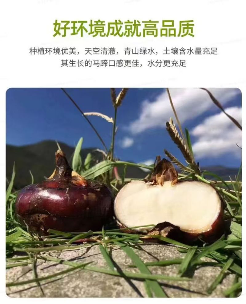 广西贺州芳林马蹄、荸荠、地理标识产品（中果、大果、特大果