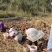 广西贺州芳林马蹄、荸荠、地理标识产品（中果、大果、特大果