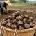 广西贺州芳林马蹄、荸荠、地理标识产品（中果、大果、特大果