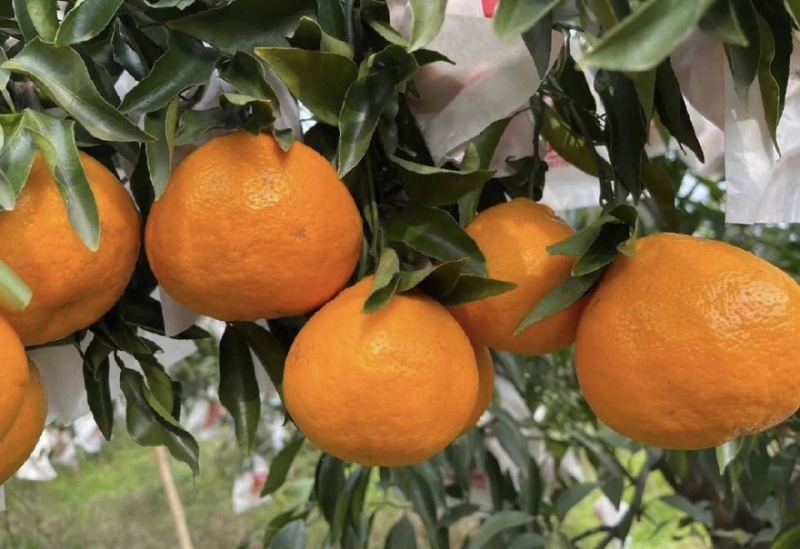 耙耙柑春见柑橘橘子🍊产地直销量大从优可视频看货对接