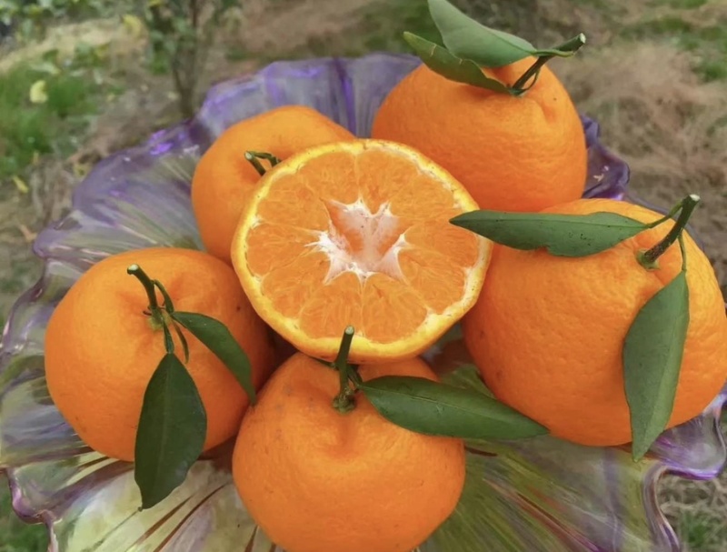 耙耙柑春见柑橘橘子🍊产地直销量大从优可视频看货对接