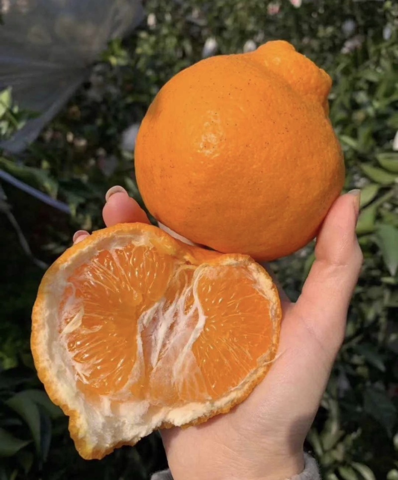 耙耙柑春见柑橘橘子🍊产地直销量大从优可视频看货对接