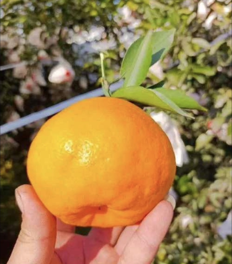 耙耙柑春见柑橘橘子🍊产地直销量大从优可视频看货对接