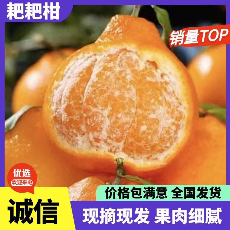 耙耙柑春见柑橘橘子🍊产地直销量大从优可视频看货对接