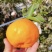 春见耙耙柑🍊汁多味美大量有货产地直销全网低价可对接全国