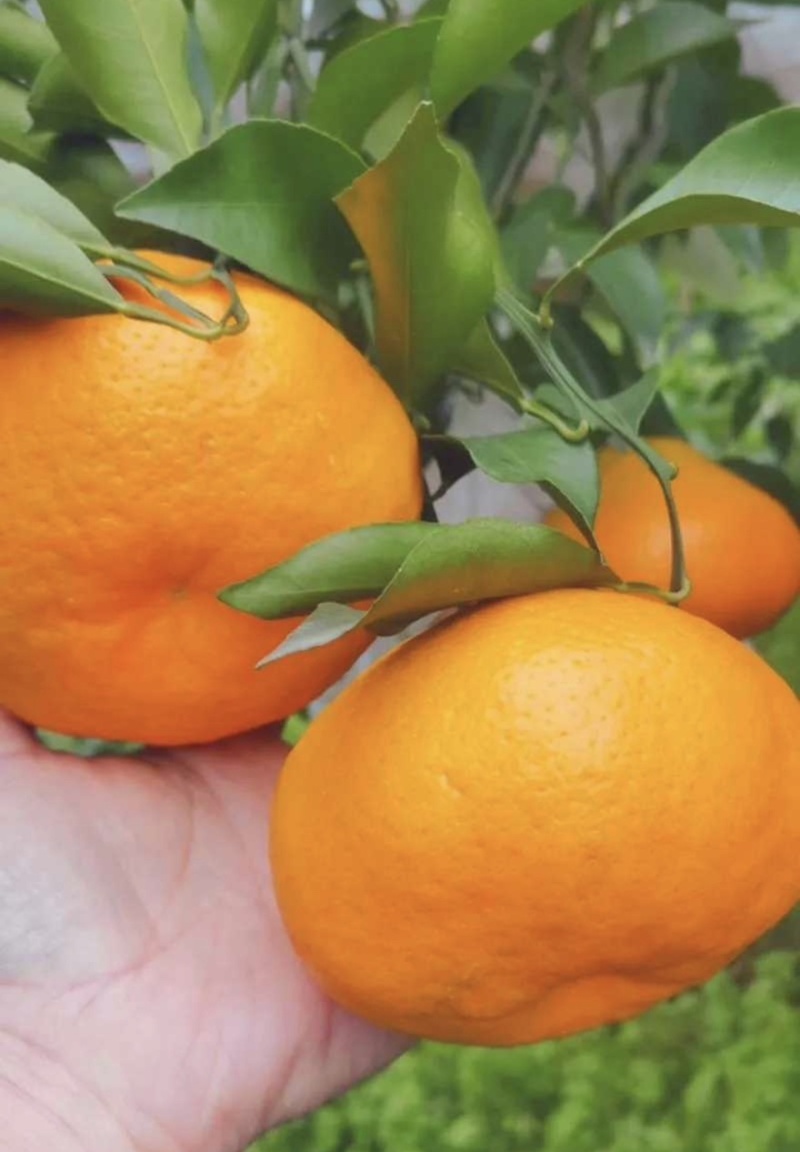 春见耙耙柑🍊汁多味美大量有货产地直销全网低价可对接全国