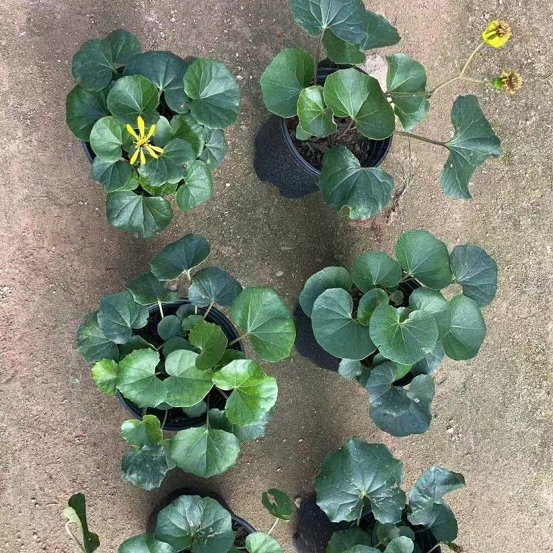 大吴风草盆栽一加仑盆栽福建苗木基地批发现货供应