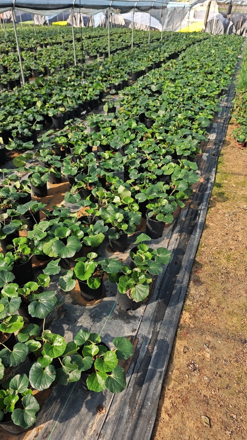 大吴风草盆栽一加仑盆栽福建苗木基地批发现货供应