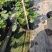 大吴风草盆栽一加仑盆栽福建苗木基地批发现货供应