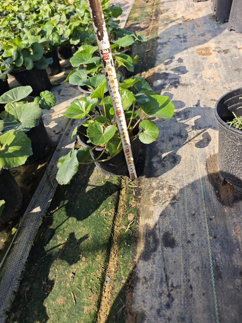 大吴风草盆栽一加仑盆栽福建苗木基地批发现货供应