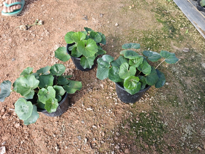 大吴风草盆栽一加仑盆栽福建苗木基地批发现货供应
