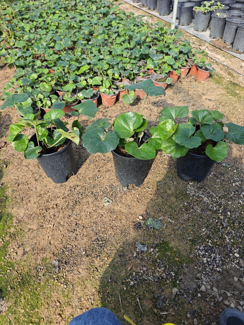 大吴风草盆栽一加仑盆栽福建苗木基地批发现货供应