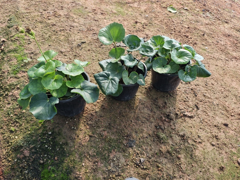 大吴风草盆栽一加仑盆栽福建苗木基地批发现货供应