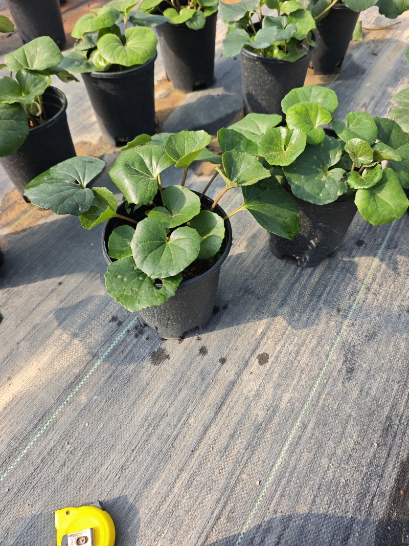 大吴风草盆栽一加仑盆栽福建苗木基地批发现货供应