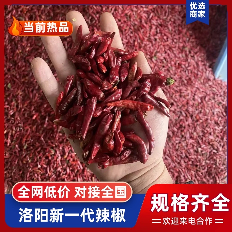 河南干辣椒品质保证诚信经营产地直销