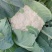 散花