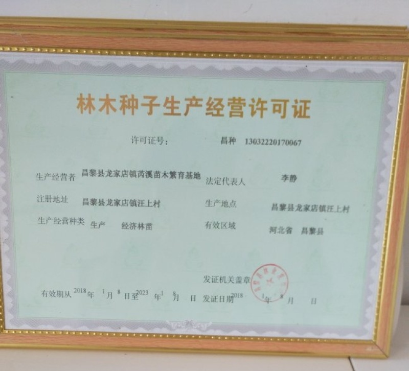 《昌黎葡萄苗》甬优/宝光/丛林玫瑰/葡之梦/现挖现发