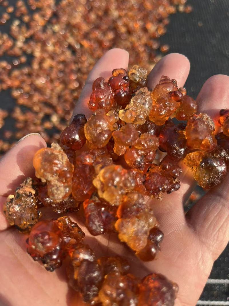 水洗黄红桃胶颗粒随州桃胶，各类品级、通货、精品都有