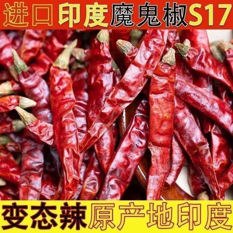 印度原产地魔鬼辣S17带帽辣椒过去石机