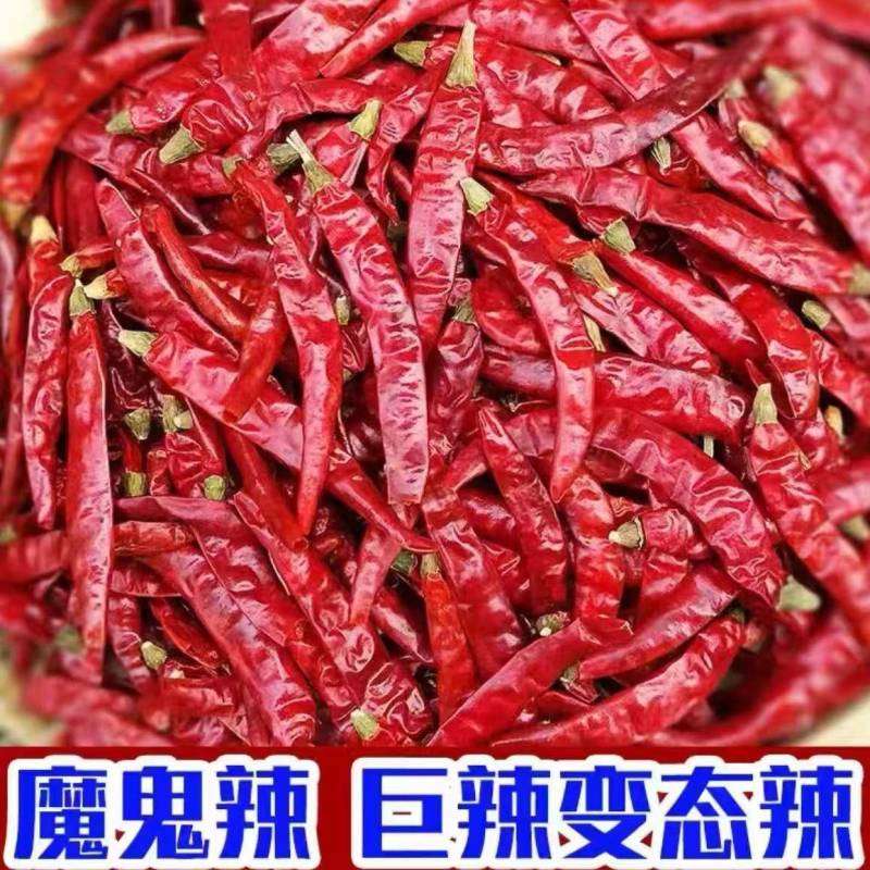 印度原产地魔鬼辣S17带帽辣椒过去石机