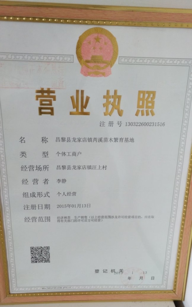 妮娜皇后/妮娜公主葡萄苗/河北葡萄苗/基地现挖/保证纯度