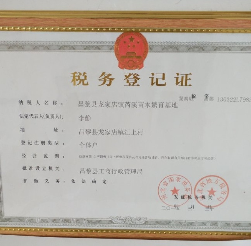 妮娜皇后/妮娜公主葡萄苗/河北葡萄苗/基地现挖/保证纯度