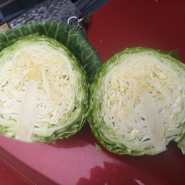 湖北甘蓝