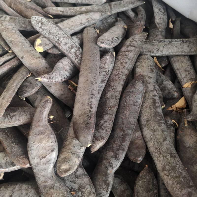 大皂角皂荚新货大量批发通货精选货