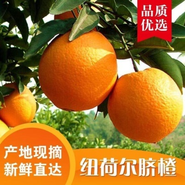 精品纽荷尔脐橙，产地直发，保质保量，价格便宜，诚信经营