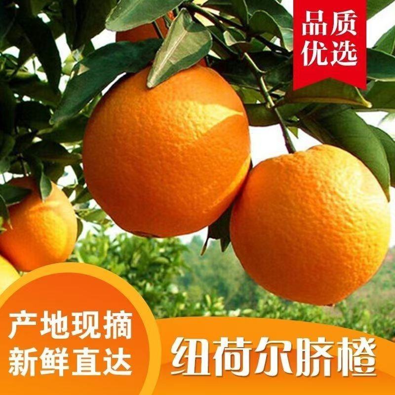 精品纽荷尔脐橙，产地直发，保质保量，价格便宜，诚信经营