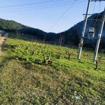 云南省砚山县上公革姜地出租，价格便宜，欢迎光临！