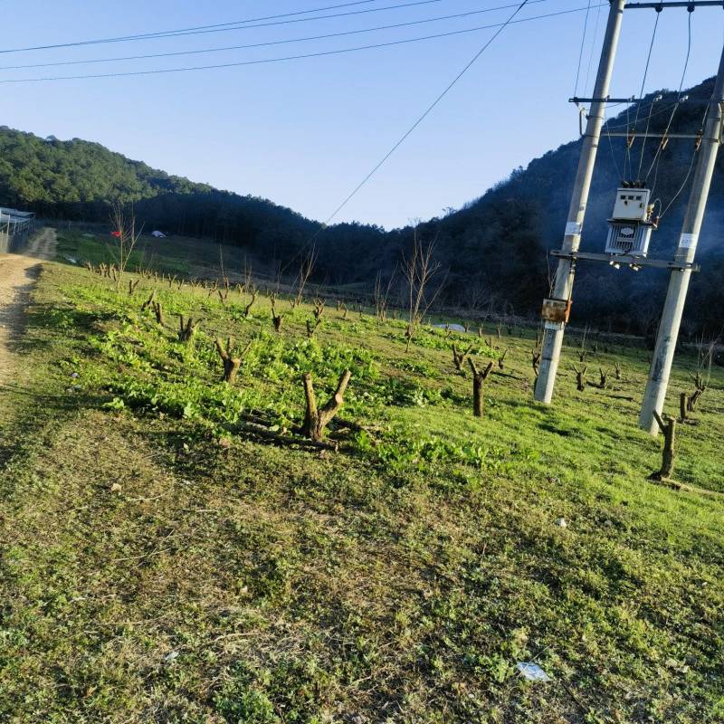 云南省砚山县上公革姜地出租，价格便宜，欢迎光临！