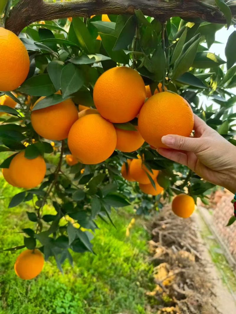 卡拉红肉血脐橙湖北宜昌脐橙血橙基地直发价格实惠欢迎老板联系