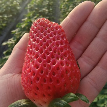 草莓