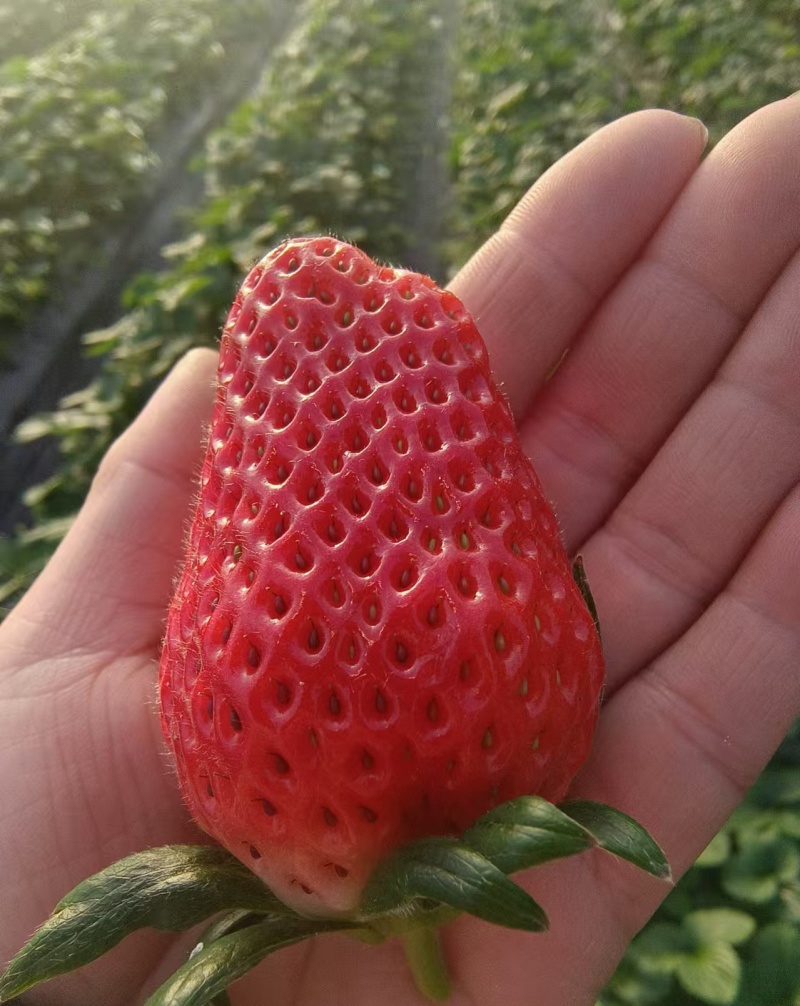 草莓