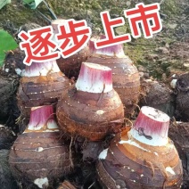 云南香芋/人头芋大量供应货源充足，一手货源欢迎咨询