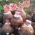 云南香芋/人头芋大量供应货源充足，一手货源欢迎咨询