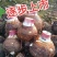 云南香芋/人头芋大量供应货源充足，一手货源欢迎咨询