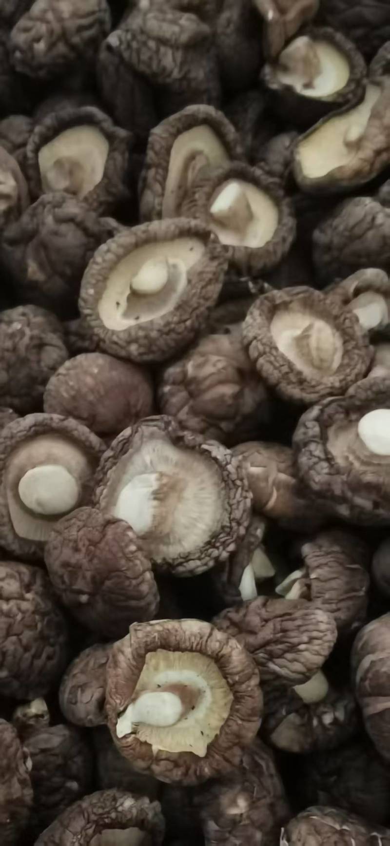 包邮优选面菇，肉厚，底色好，产地直发