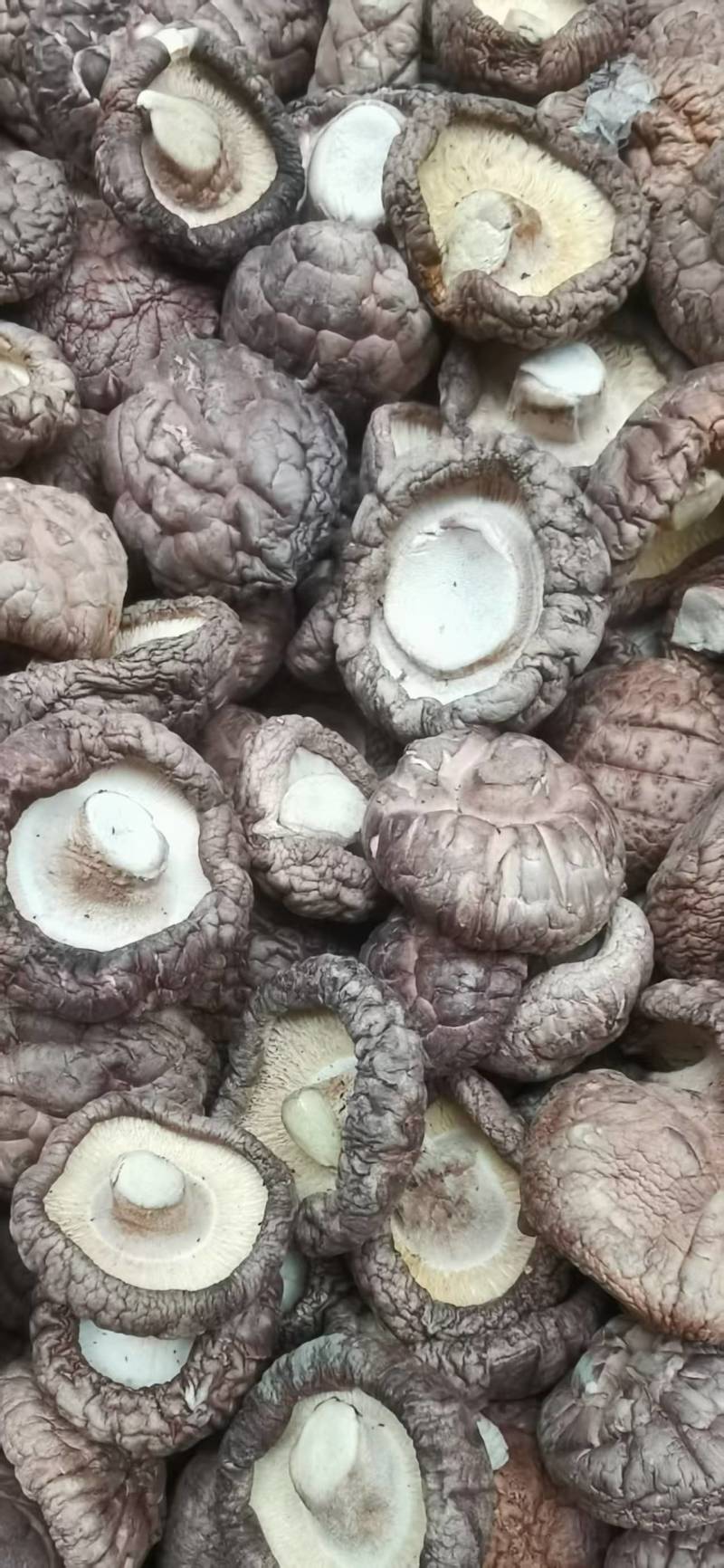 包邮优选面菇，肉厚，底色好，产地直发