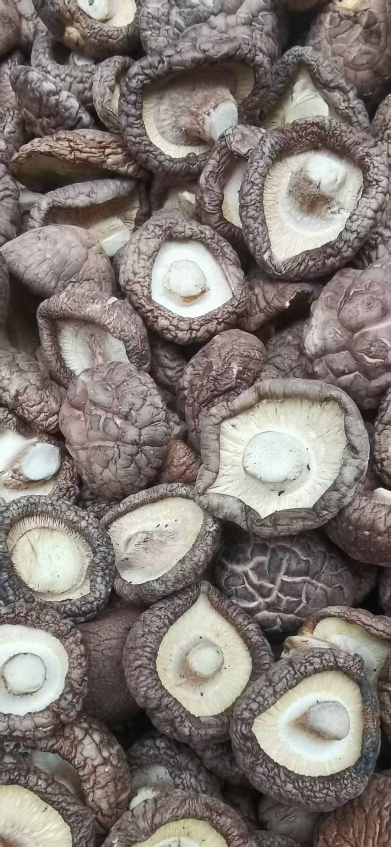 包邮优选面菇，肉厚，底色好，产地直发
