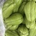 云南佛手瓜大量供应新鲜采摘，一手货源，量大从优