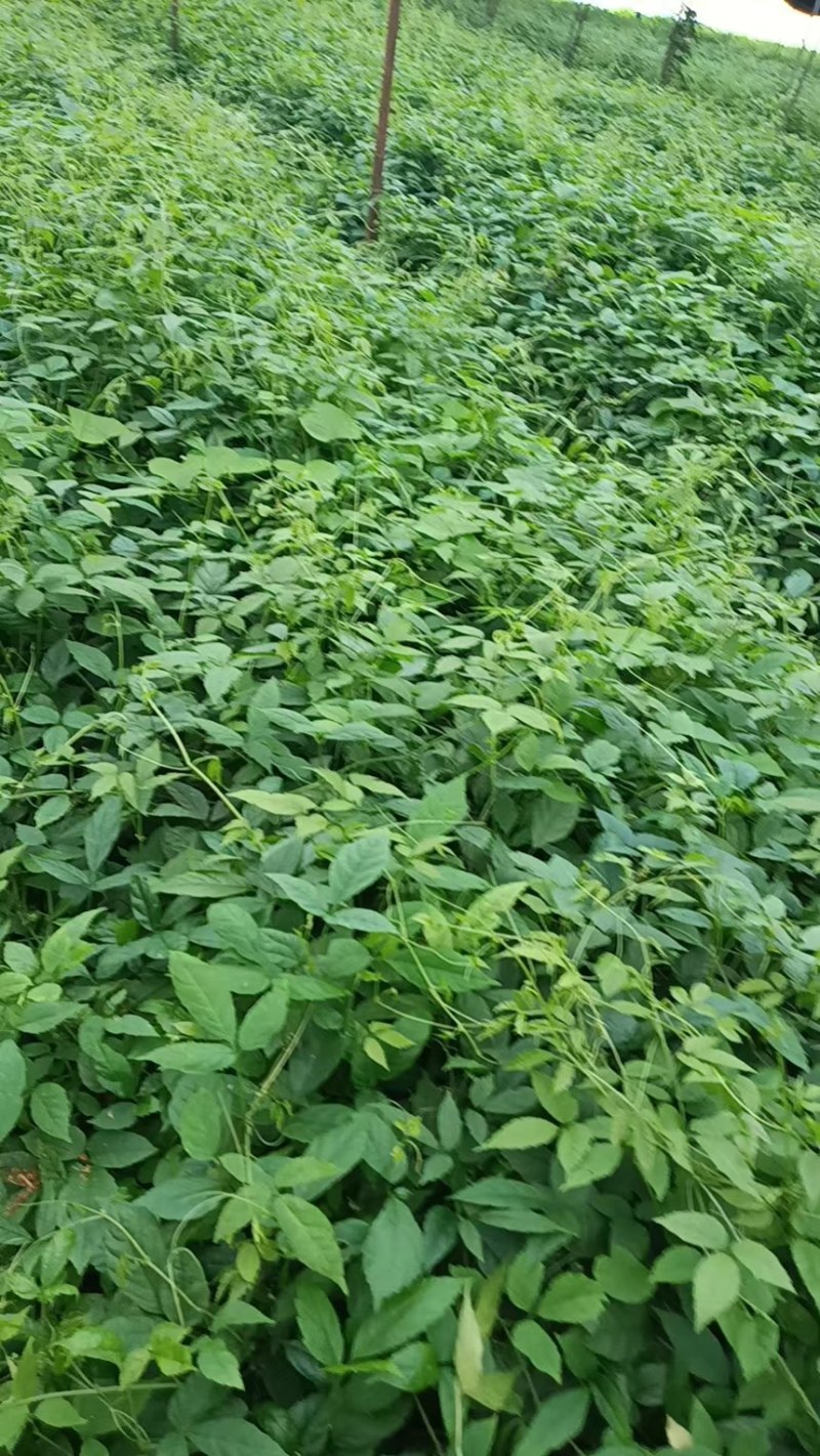 三叶青药材苗青藤果苗扦插苗金线吊葫芦