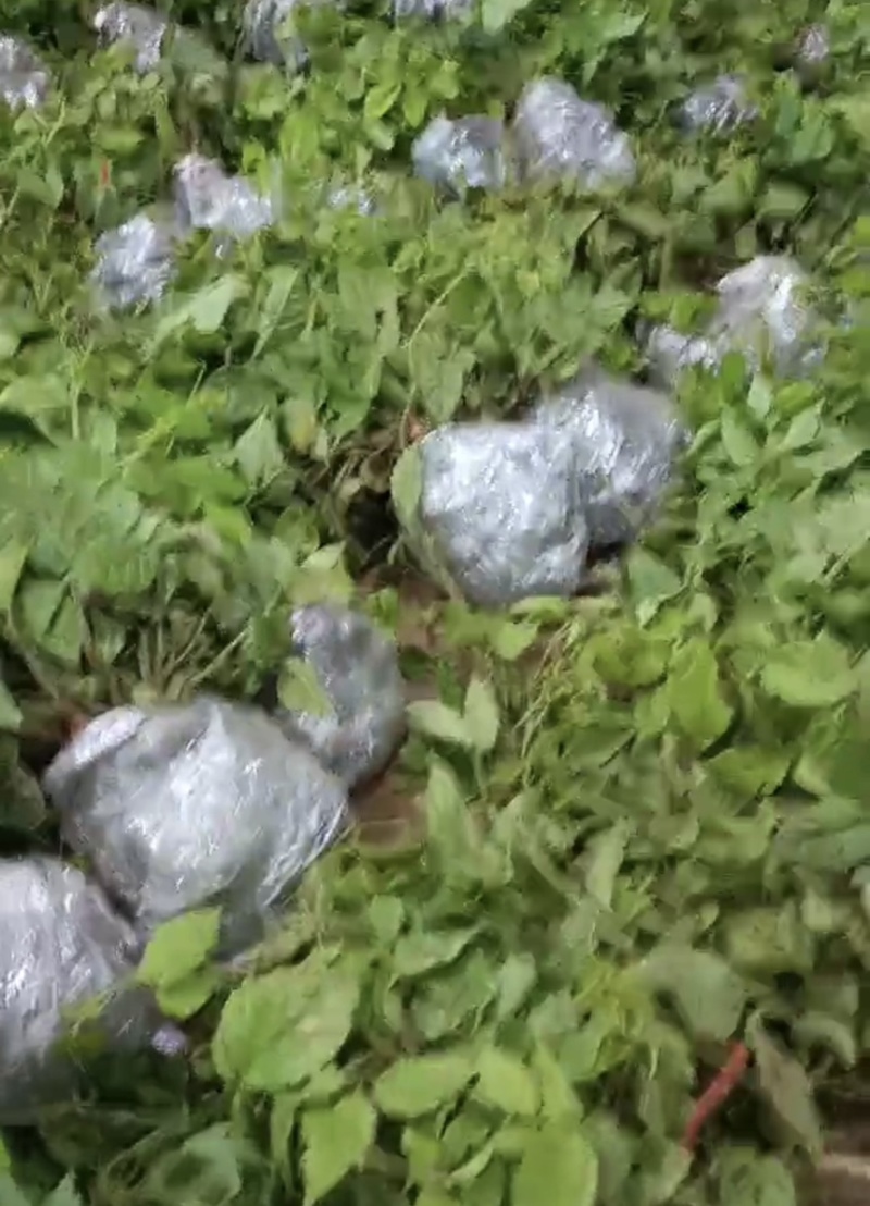 三叶青药材苗青藤果苗扦插苗金线吊葫芦